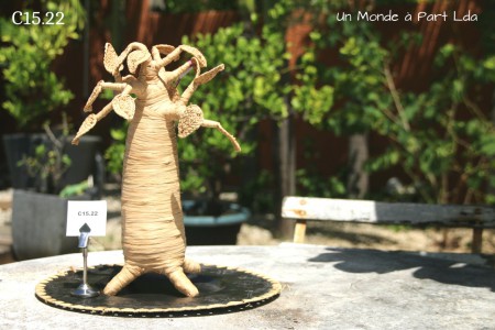 C15.22 BAOBAB RAPHIA 0.35 m